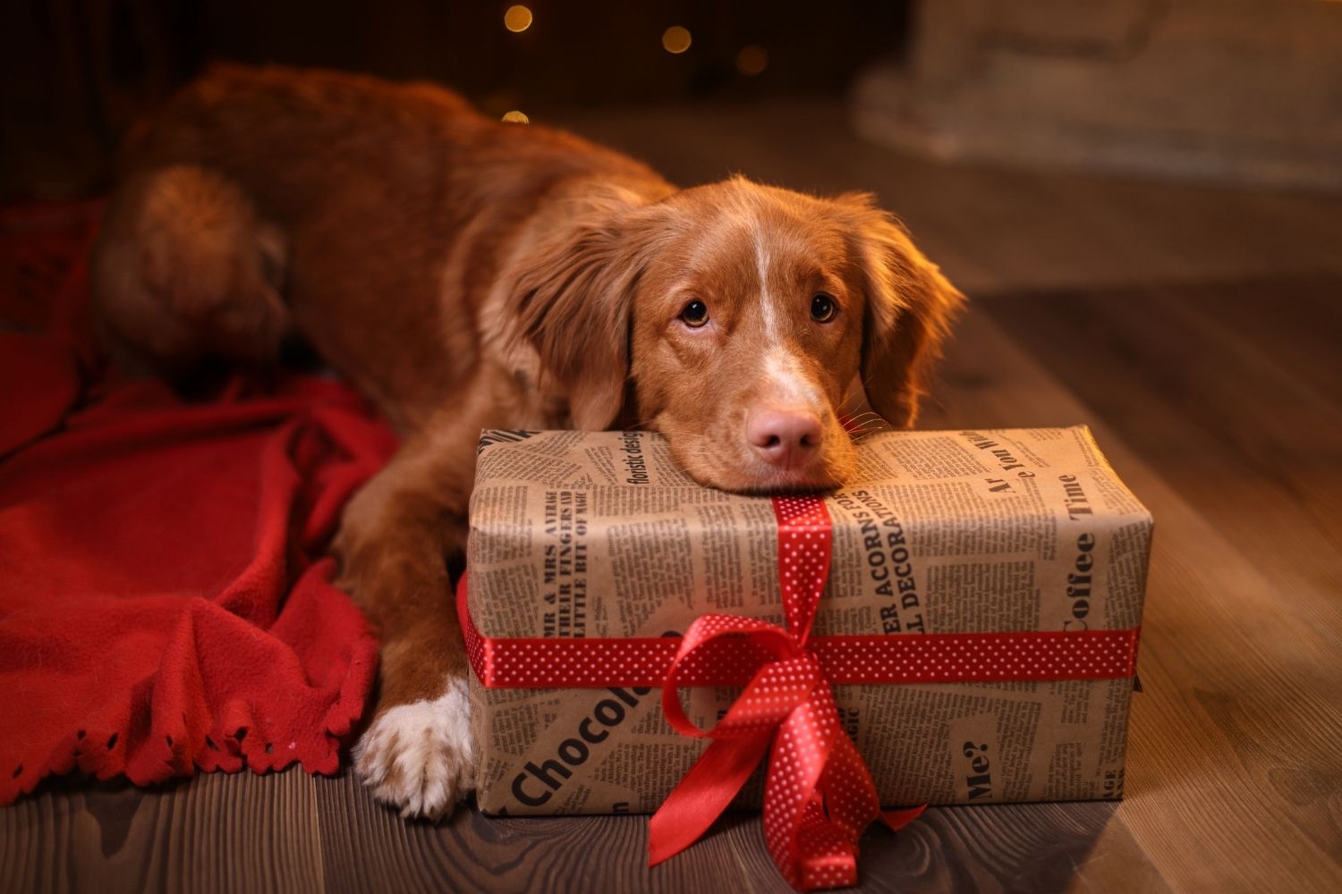 Holiday Gift Guide Dog and present